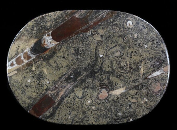 -/ Fossil Orthoceras & Goniatite Plate - Stoneware #38040